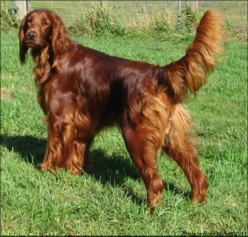 Fleetwood Farms Ginger Snap