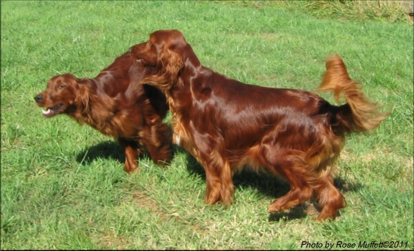 Fleetwood Farms Ginger Snap