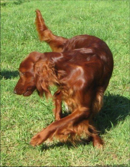 Fleetwood Farms Ginger Snap