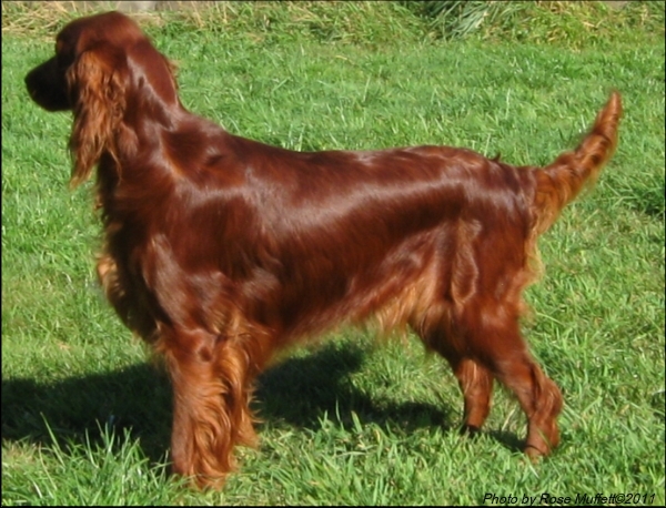 Fleetwood Farms Ginger