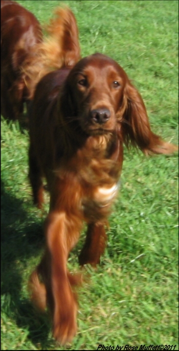 Fleetwood Farms Ginger Snap