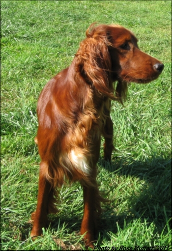 Fleetwood Farms Ginger Snap