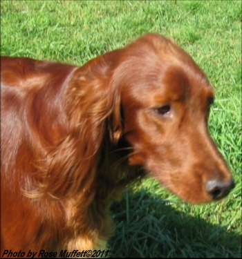 Fleetwood Farms Ginger Snap