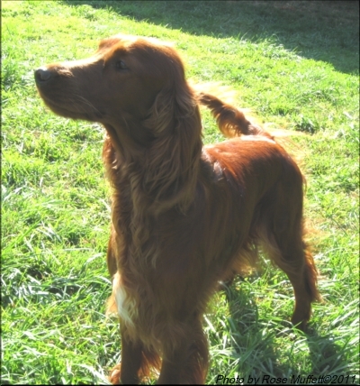 Fleetwood Farms Ginger Snap