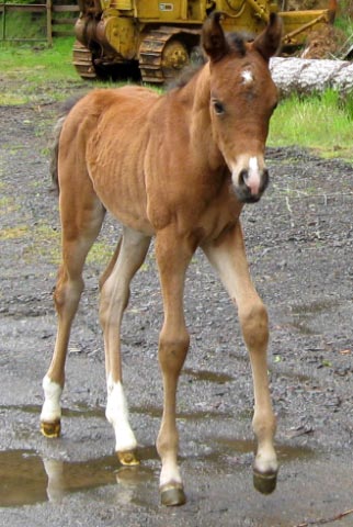 MF Merry Melody Baby Picture