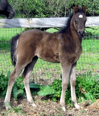 Malabo's Colt