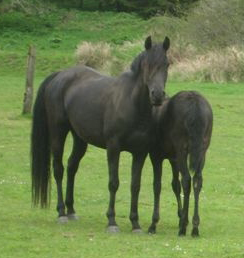 Malabo and her foal
