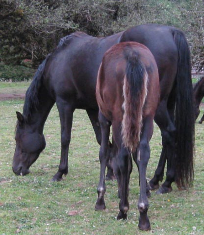 Malabo Mare's Colt