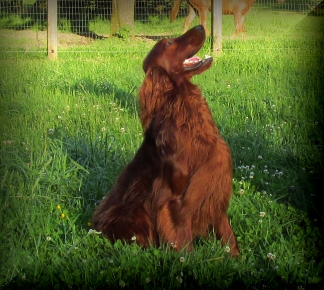 Maximillian's Red Rover