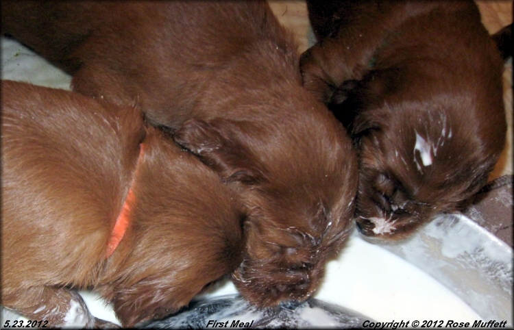 AKC Irish Setter Puppies For Sale