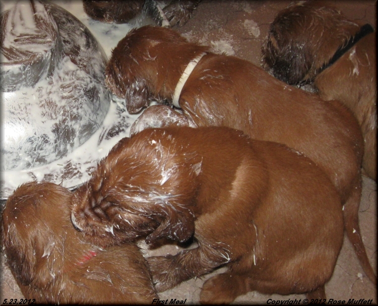 AKC Irish Setter Puppies For Sale
