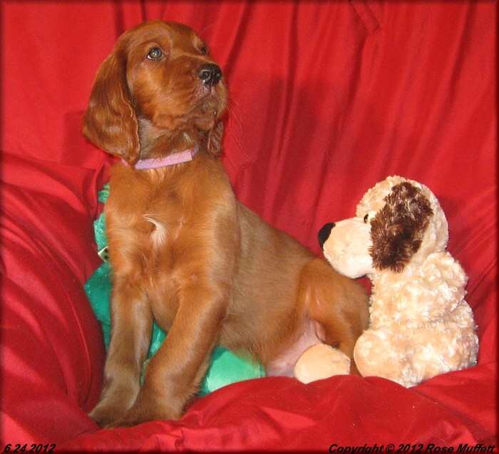 AKC Irish Setter Puppy For Sale