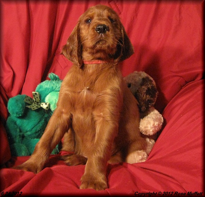 AKC Irish Setter Puppy For Sale