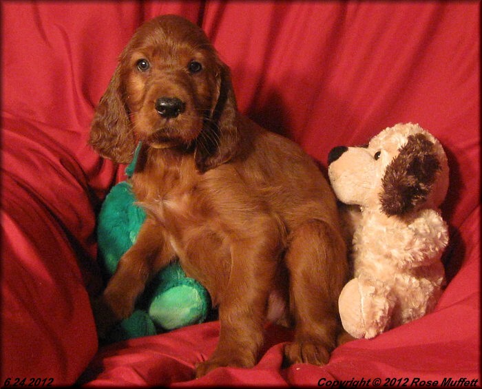 AKC Irish Setter Puppy For Sale