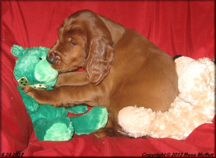 5th Born AKC Irish Setter Puppy