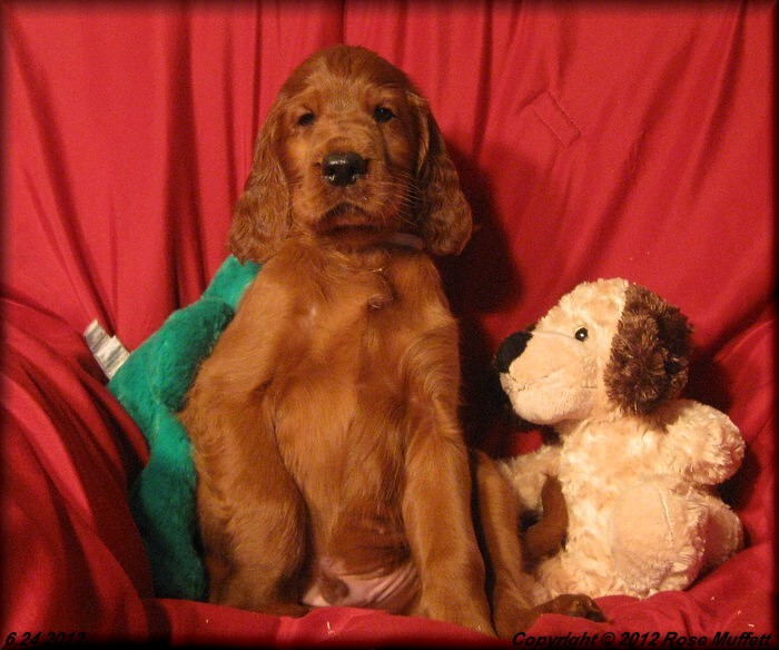 6th Born  ~ AKC Irish Setter Puppy