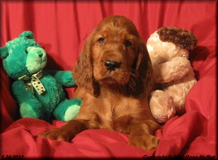 7th Born Male ~ AKC Irish Setter Puppy