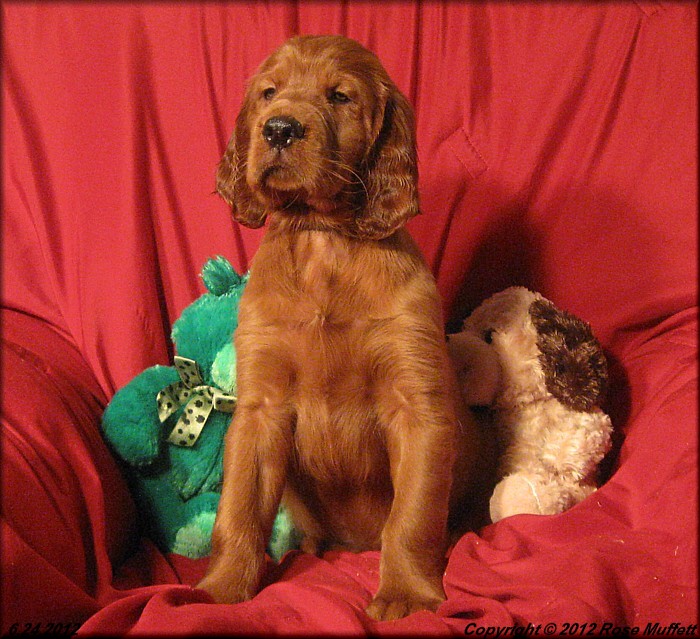 9th Born  ~ AKC Irish Setter Puppy
