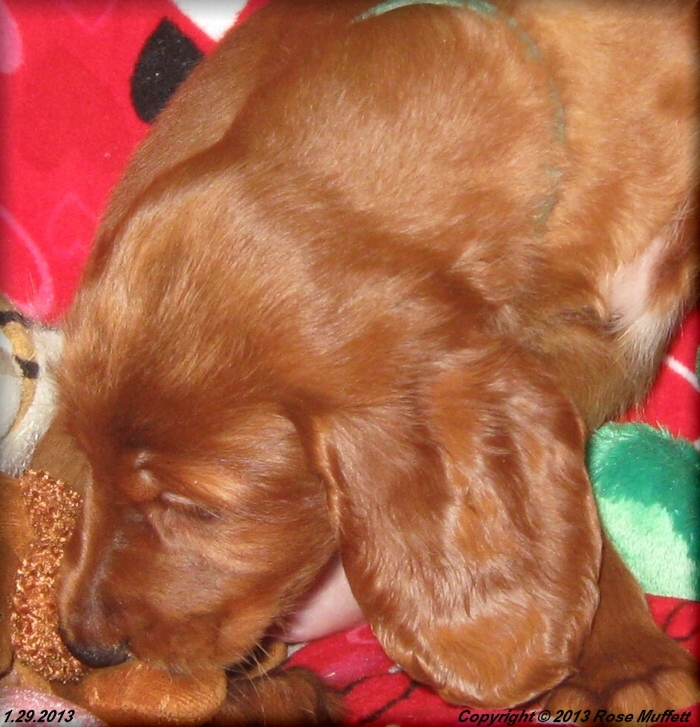 AKC Irish Setter Puppy For Sale