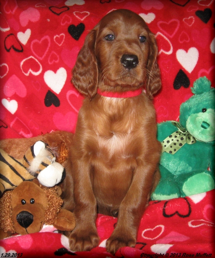 AKC Irish Setter Puppy For Sale