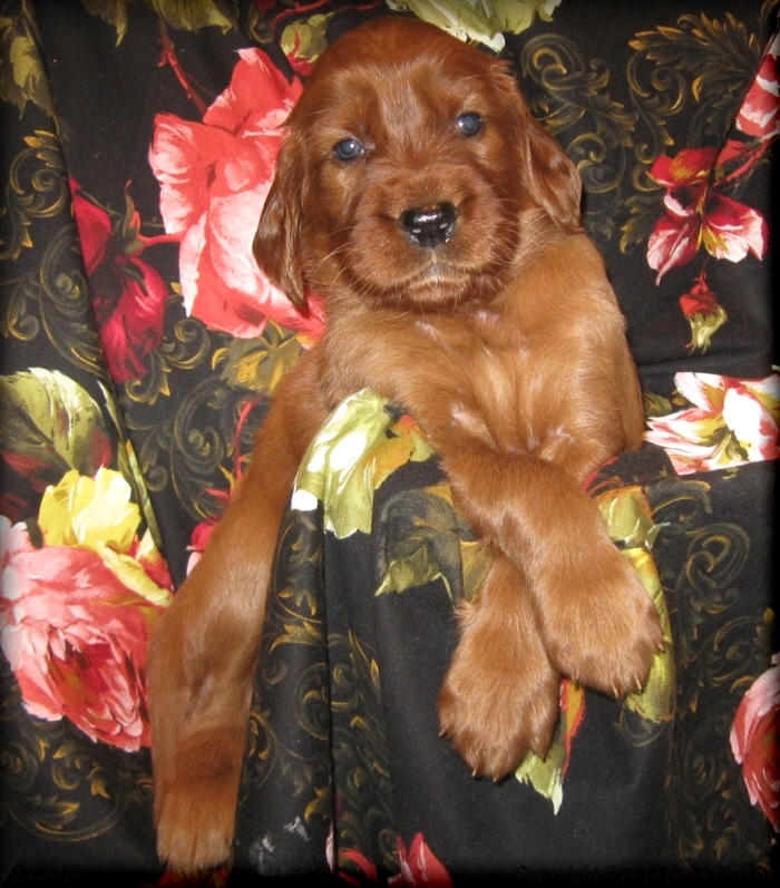 AKC Irish Setter Puppy For Sale