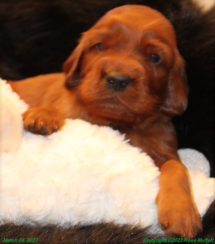 Taffy's Puppies