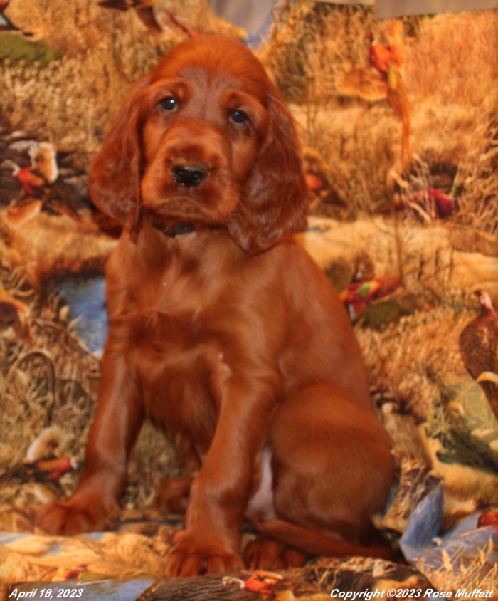 Taffy's Puppies