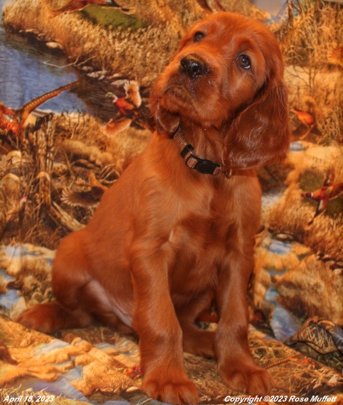 AKC Irish Setter Puppy For Sale
