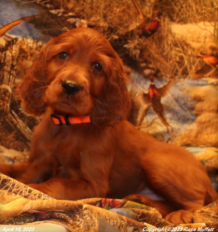 AKC Irish Setter Puppy For Sale