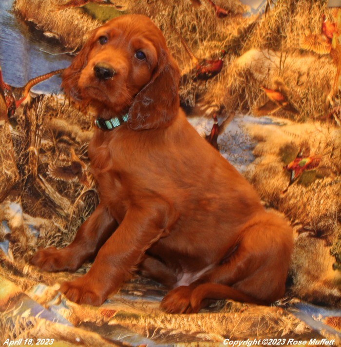 AKC Irish Setter Puppy For Sale