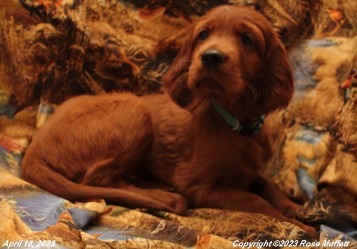 Taffy's Puppies