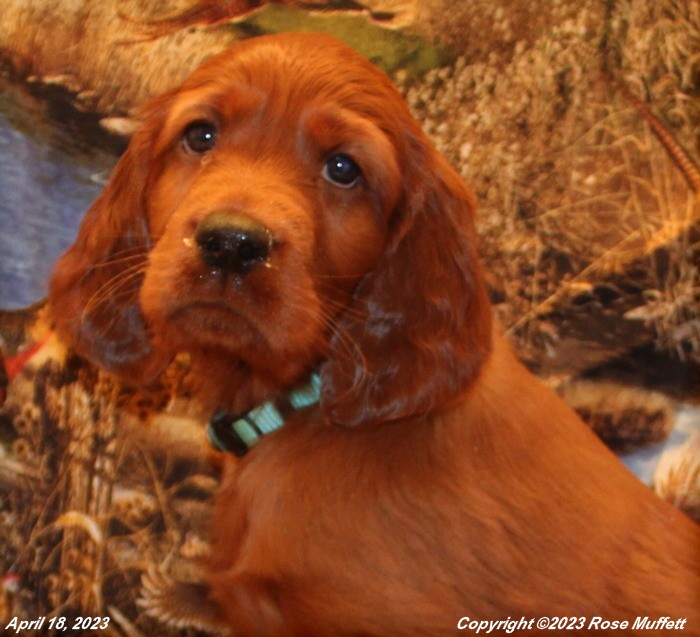 Taffy's Puppies