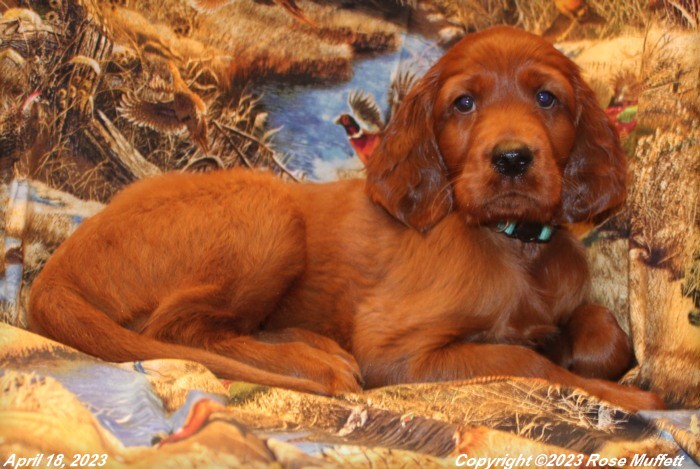 Taffy's Puppies