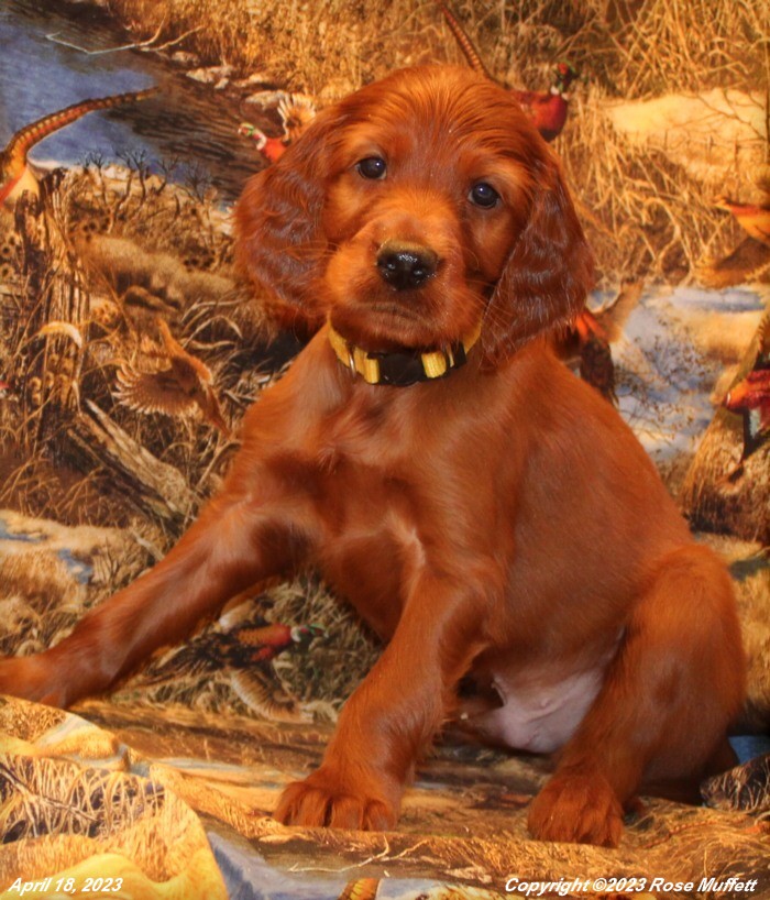 AKC Irish Setter Puppy For Sale