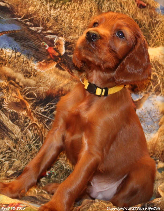 Taffy's Puppies