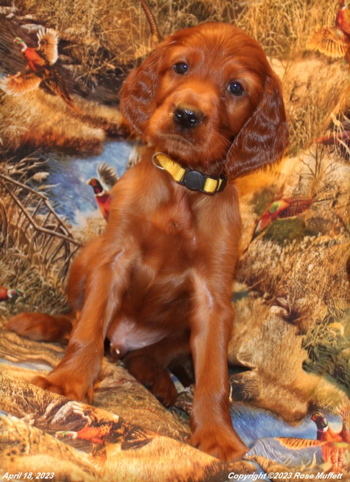 Taffy's Puppies