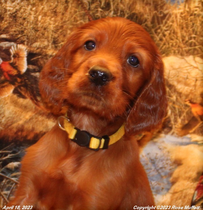 Taffy's Puppies