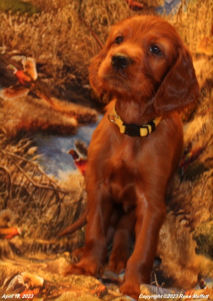 Taffy's Puppies