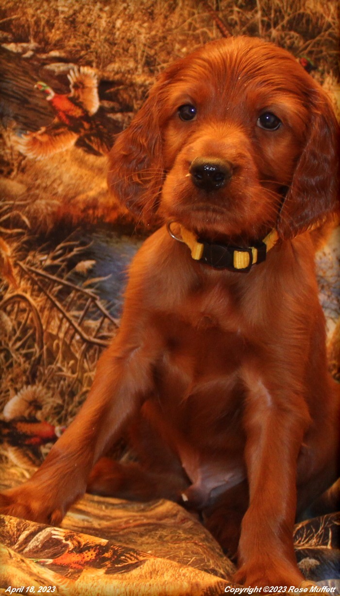 Taffy's Puppies