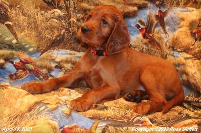 AKC Irish Setter Puppy For Sale