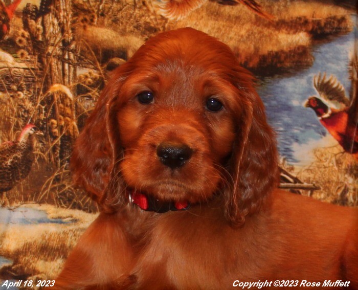 Taffy's Puppies