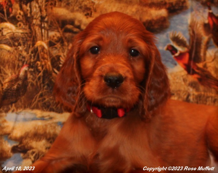 Taffy's Puppies