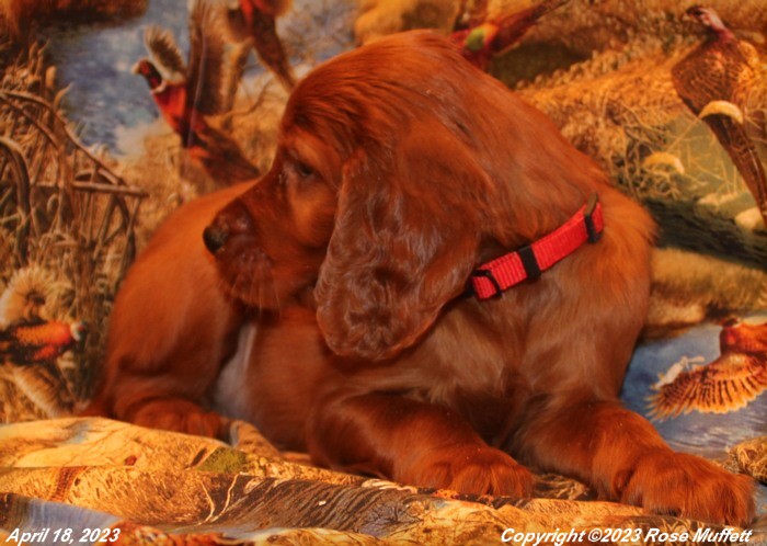 Taffy's Puppies