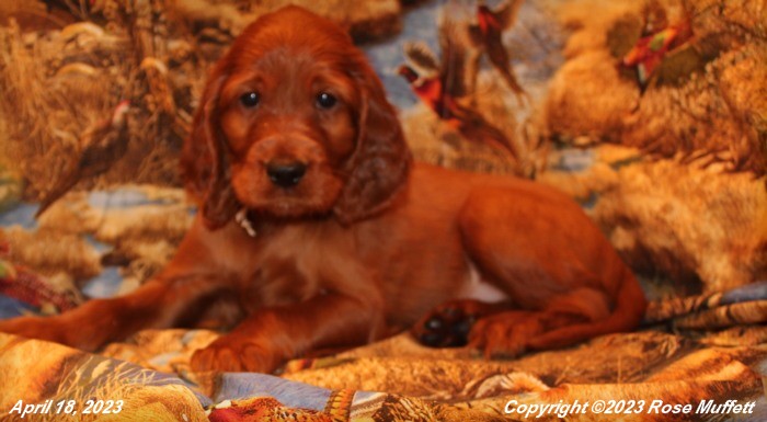 Taffy's Puppies