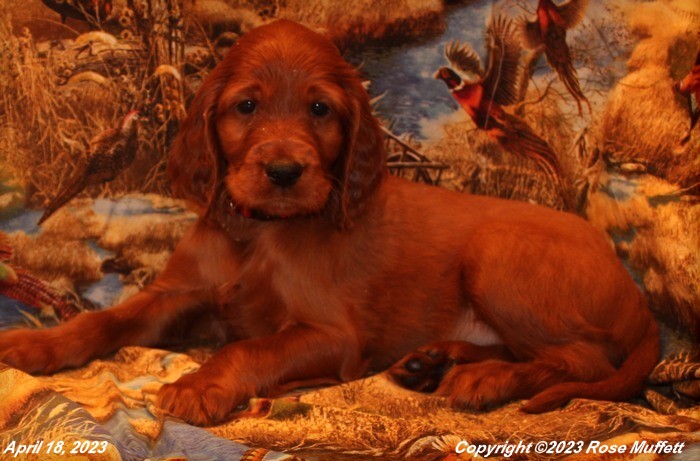 Taffy's Puppies