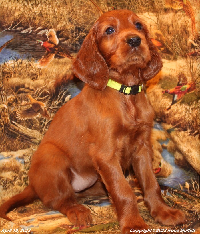 AKC Irish Setter Puppy For Sale