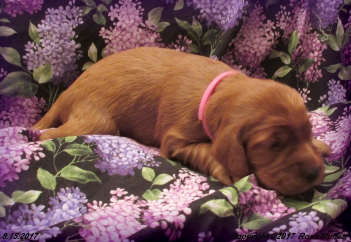 Tina's Puppies