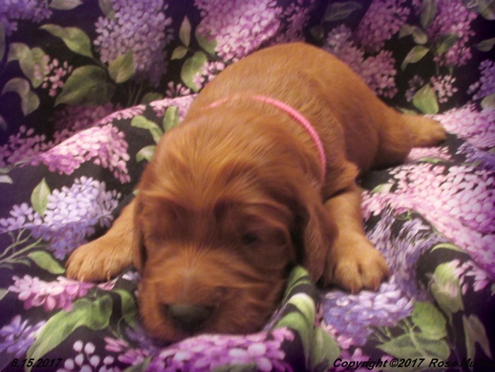 Tina's Puppies