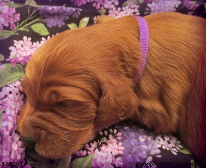Tina's Puppies