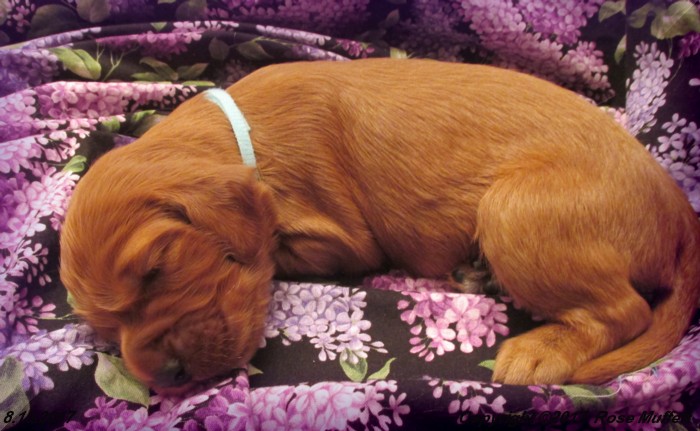 Tina's Puppies